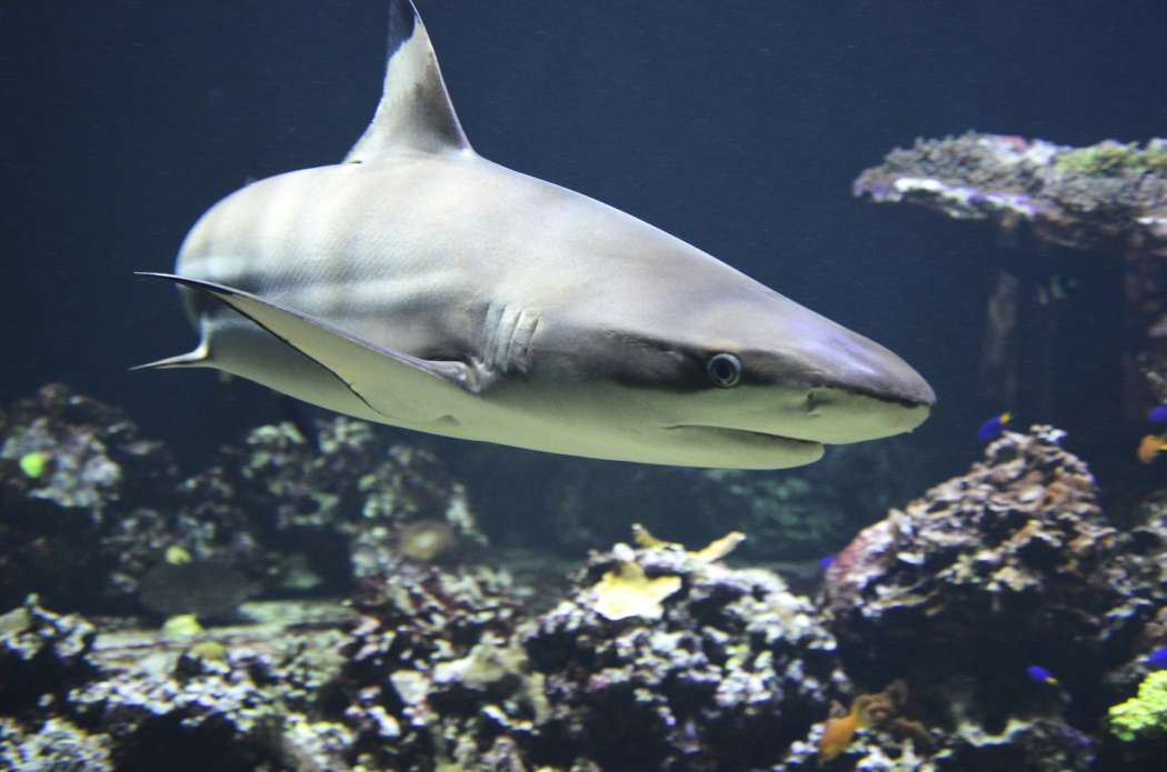 Und der schnellschwimmende Haifisch hat nicht nur Zähne, sondern aucheine reibungsreduzierende Hautoberfläche. (Symbolbild: Pixelio)